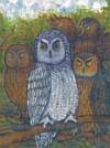 John's owls