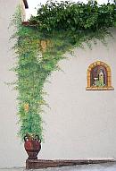 Baloldali festett növény, Dobosi Pincészet, Szentantalfa
